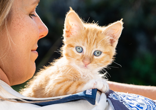 orange kitten being held by an RSPCA Inspector